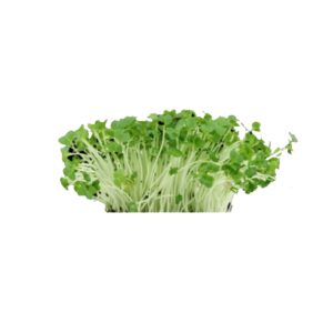 Kresse Gartenkresse