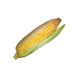 Maiskolben frisch 7x2Stück