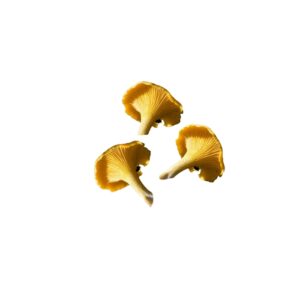 Pilze Pfifferlinge Standard grob Saisonaler Artikel