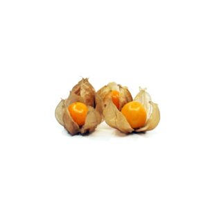 Physalis