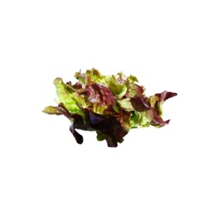 Salat Eichblatt rot