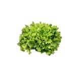 Salat Endivien / Escarol