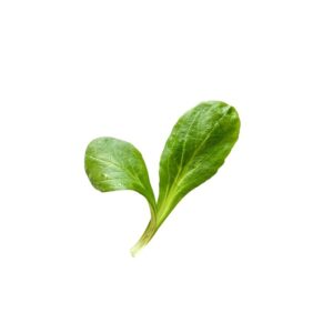 Salat Feldsalat
