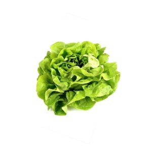 Salat Kopfsalat