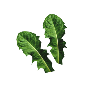 Salat Löwenzahn