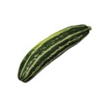 Zucchini