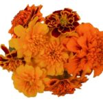 Blüten Tagetes 8 Schalen von Vugt