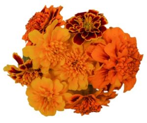 Blüten Tagetes 8 Schalen von Vugt