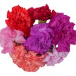 Blüten Nelken 8 Schalen von Vugt