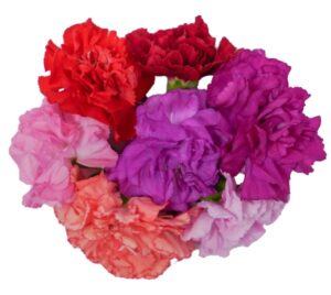 Blüten Nelken 8 Schalen von Vugt