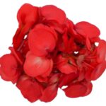 Blüten Begonien 8 Schalen von Vugt