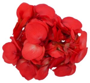 Blüten Begonien 8 Schalen von Vugt