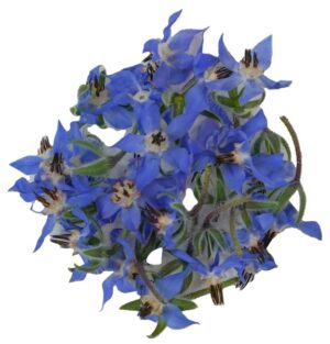 Borretsch 100g