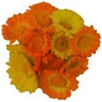 Blüten Calendula 8 Schalen von Vugt