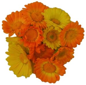 Blüten Calendula 8 Schalen von Vugt