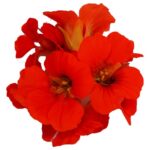 Blüten Kapuzinerkresse 8 Schalen von Vugt