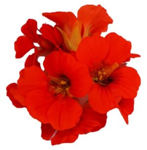 Blüten Kapuzinerkresse 8 Schalen von Vugt