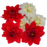 Blüten Dahlien 8 Schalen von Vugt