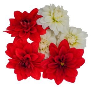 Blüten Dahlien 8 Schalen von Vugt