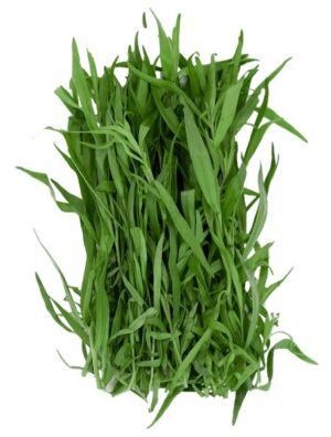 Estragon 100g