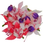 Blüten Fuchsien 8 Schalen von Vugt