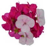 Blüten Geranien 8 Schalen von Vugt