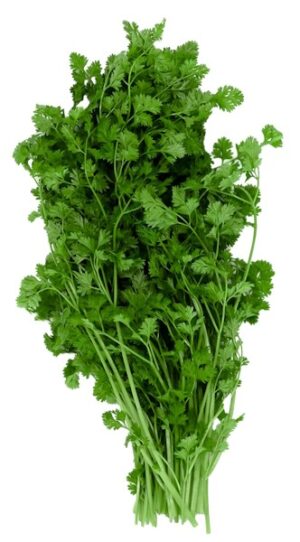 Kerbel 100g