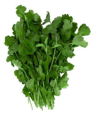 Koriander 100g
