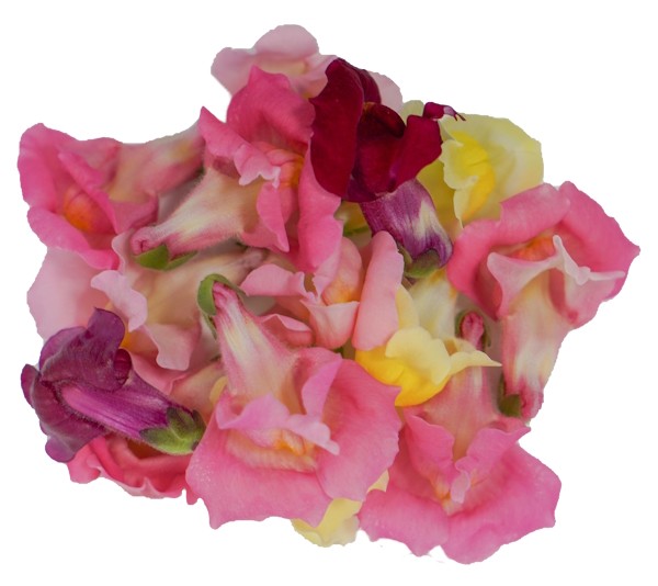 Blüten Löwenmäulchen 8 Schalen von Vugt – Bild 1