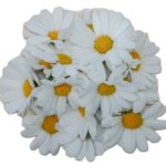 Blüten Margaritte 8 Schalen von Vugt