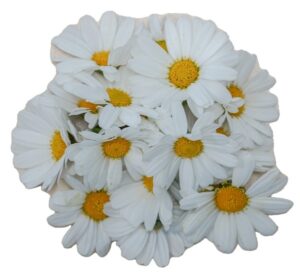 Blüten Margaritte 8 Schalen von Vugt