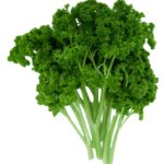 Petersilie kraus lose