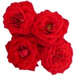 Blüten Rosen 8 Schalen von Vugt