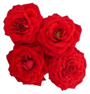 Blüten Rosen 8 Schalen von Vugt