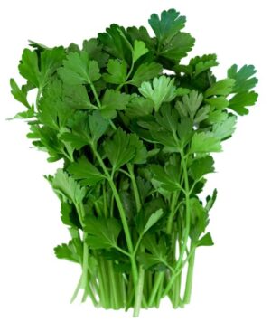 Liebstöckel