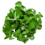 Salat Feldsalat 250g gewaschen
