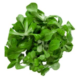 Salat Feldsalat 250g gewaschen