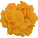 Blüten Veilchen gelb 8 Schalen von Vugt