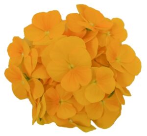 Blüten Veilchen gelb 8 Schalen von Vugt