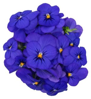 Blüten Veilchen violett 8 Schalen von Vugt