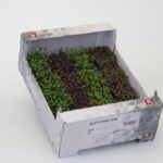 Kresse Autumn Mix 16er Schalen Koppert Cress
