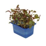 Kresse Adji 16er Schalen Koppert Cress