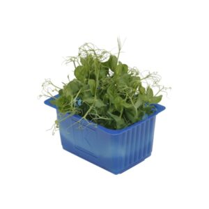 Kresse Affila 16er Schalen Koppert Cress
