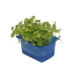 Kresse Atsina 16er Schalen Koppert Cress