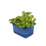 Kresse Basil 16er Schalen Koppert Cress