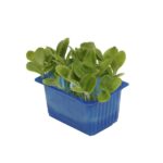 Kresse Borage 16er Schalen Koppert Cress