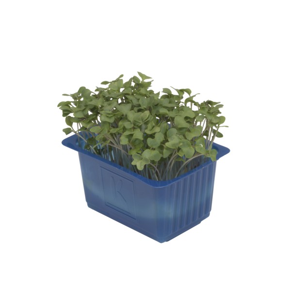 Kresse Brocco 16er Schalen Koppert Cress – Bild 1