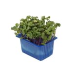Kresse Chili 16er Schalen Koppert Cress