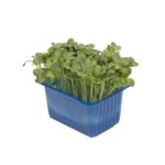 Kresse Daikon 16er Schalen Koppert Cress