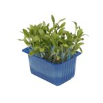 Kresse Ghoa 16er Schalen Koppert Cress